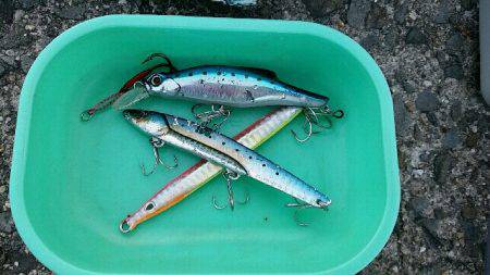 早朝サゴシ　1時間で4匹ゲット！